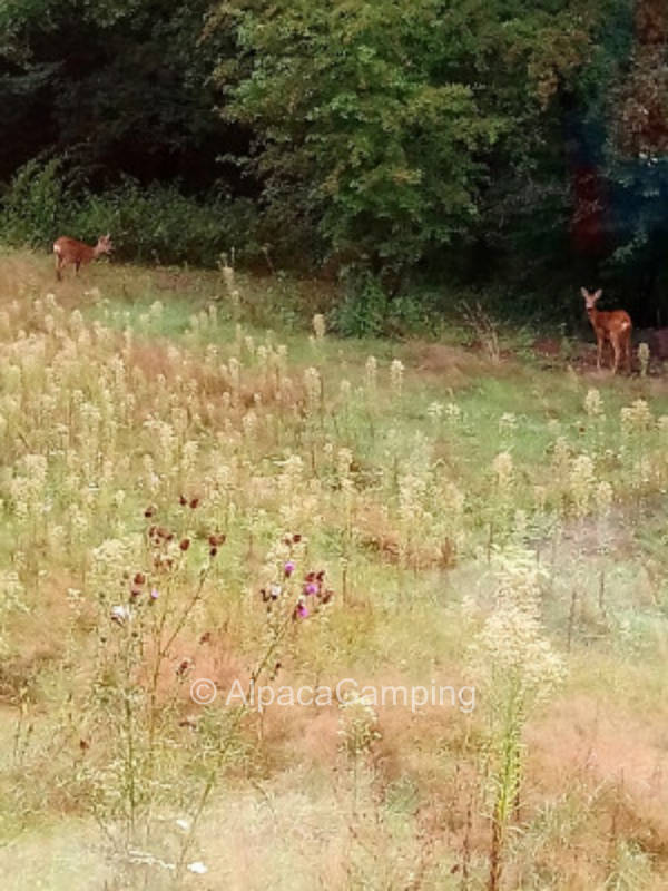 Zelten direkt  am Rodalber Felsenwanderweg #2