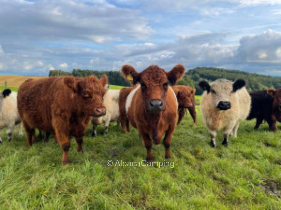 Talblick über die Gallowayweide #2