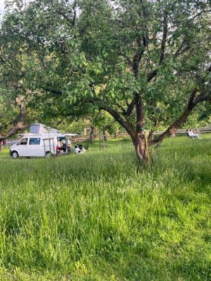 Camping on the fruit meadow next to the sheep