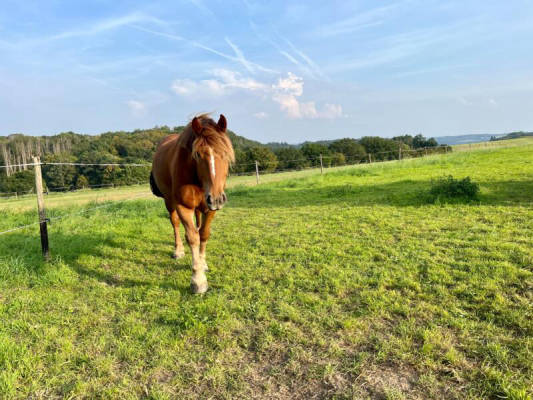 Stellplatz an der Mosel, Hunsrück und Eifel (Campspace 7725)