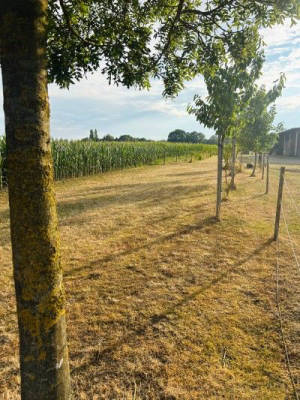 Camping am Feldrand nahe Neustädter Moor