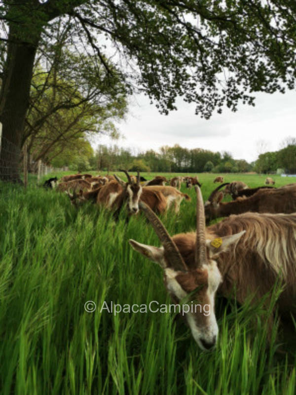 Quiet meadow with far view of fields and goat pasture #2