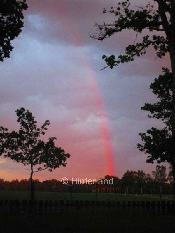 free view of field, forest & stars