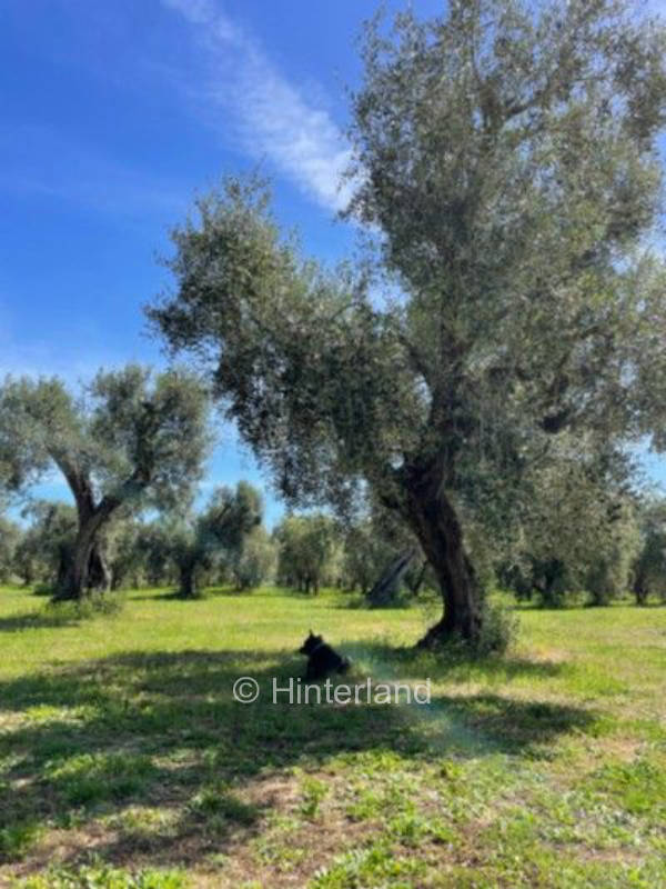 Leben im Olivengarten auf dem Bio-Bauernhof