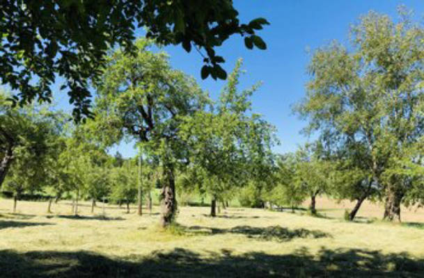 In the orchard in the country