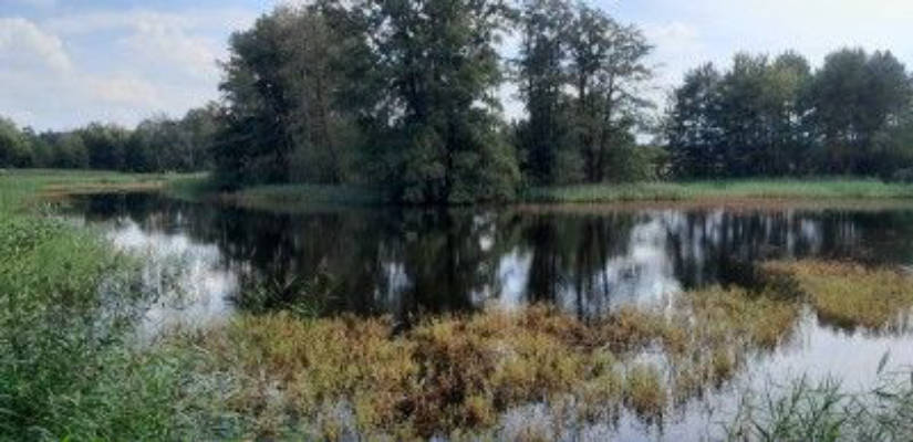 At the Upper Lusatian Heath and Pond Landscape