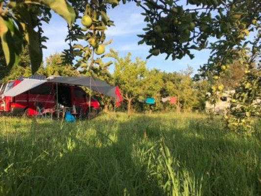 Nature camping in the apple orchard