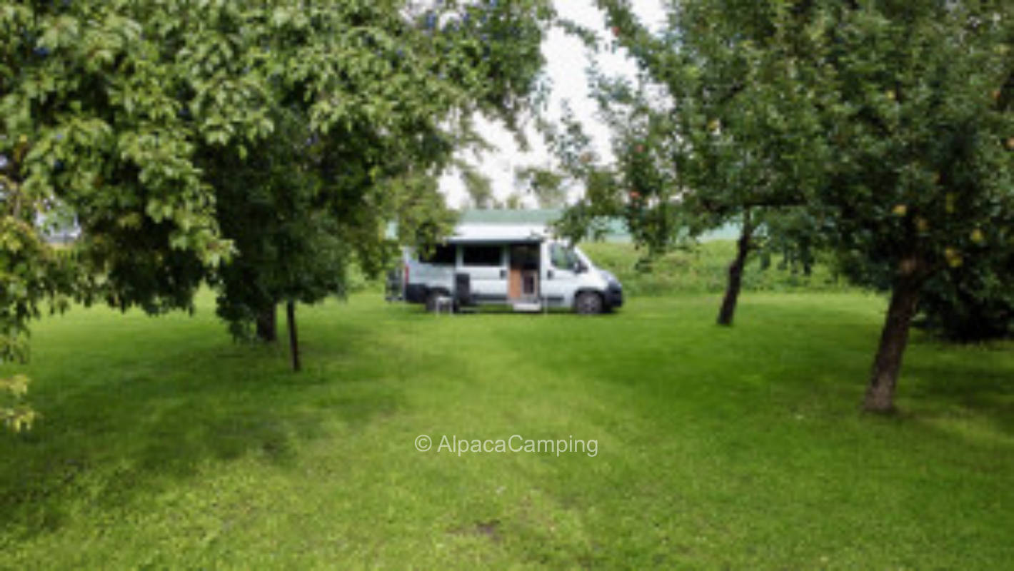 Camping under fruit trees at horse farm #2