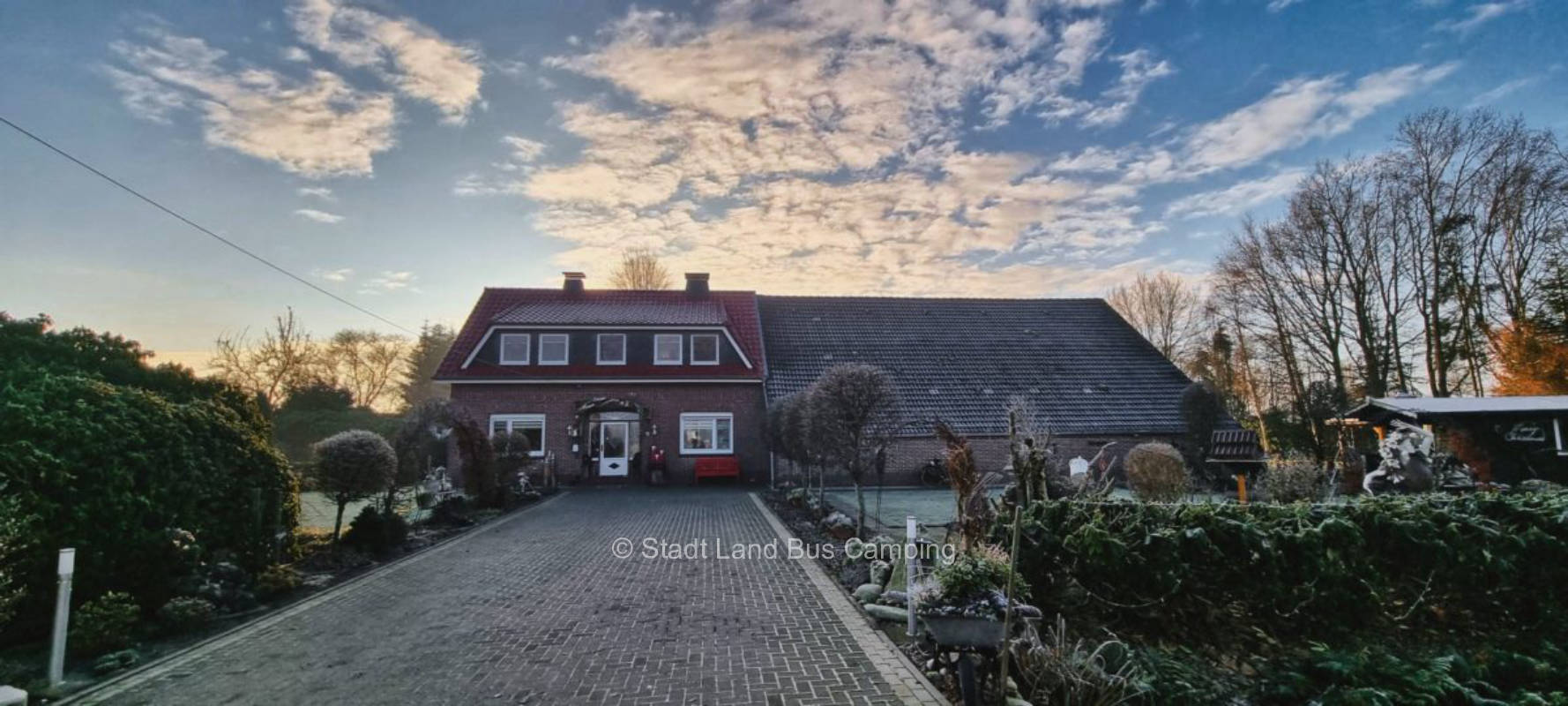 Dandelion - Pitch Two