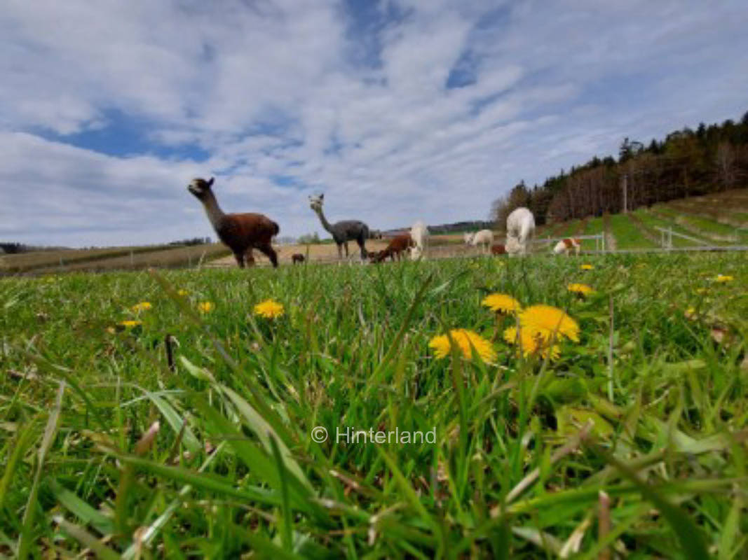 Alpaca/Llama/Wallaby-Winklhof Apple/Aronia Plantation
