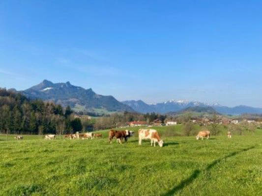 Organic Farm at Samerberg: Between Lake Chiemsee & the Alps