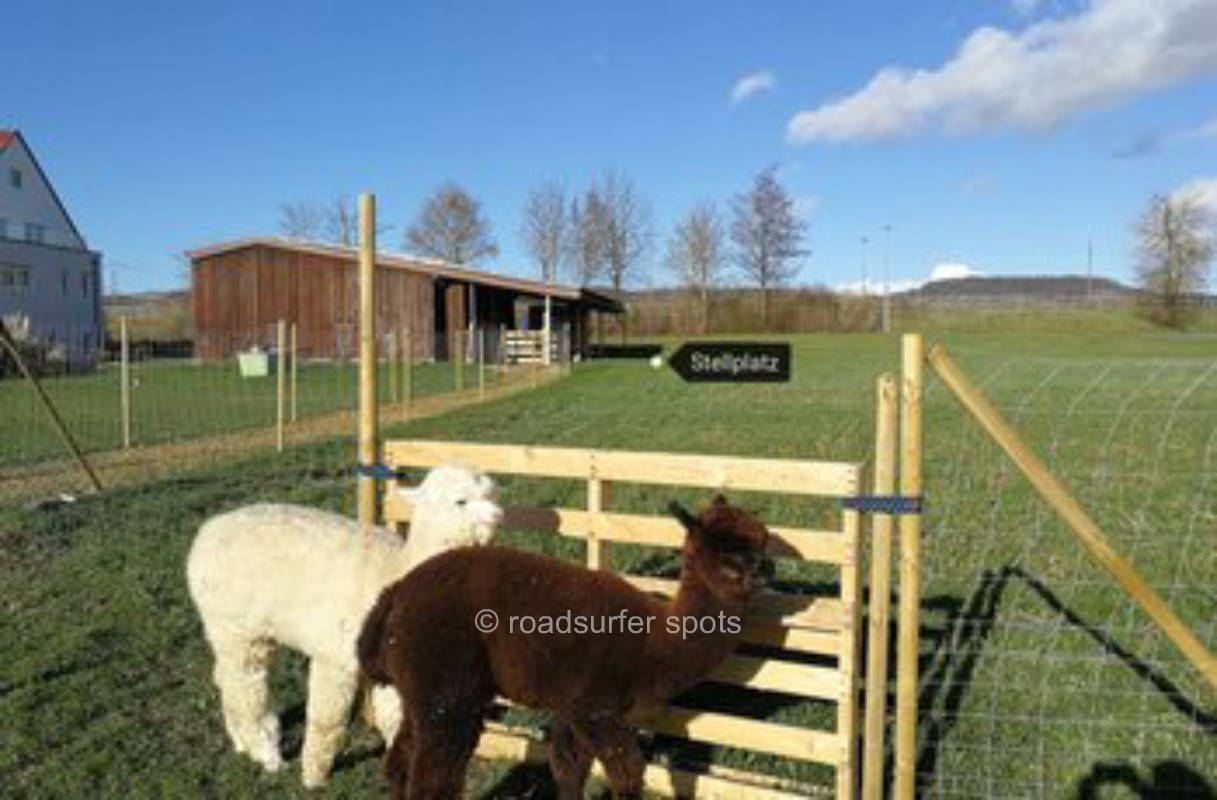 Camping auf der Wiese neben Alpakas