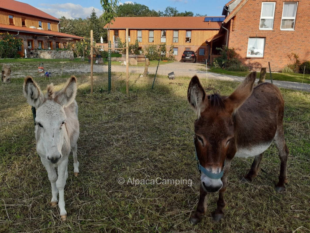AlpacaCamping 2536