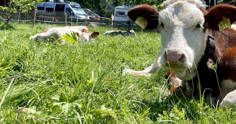 Camping am Grünten