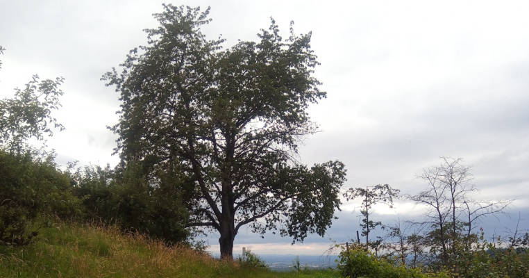 Cherry tree with Rhine Valley view