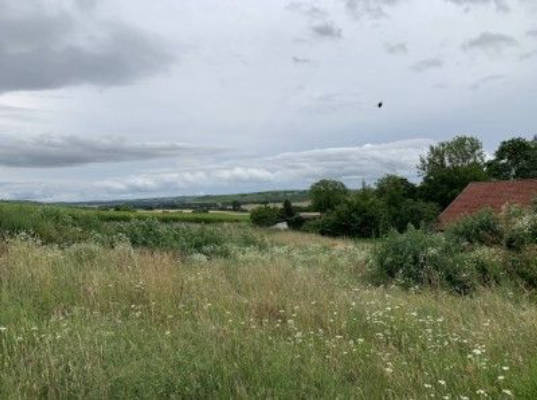 Wiese mitten in den Weinbergen