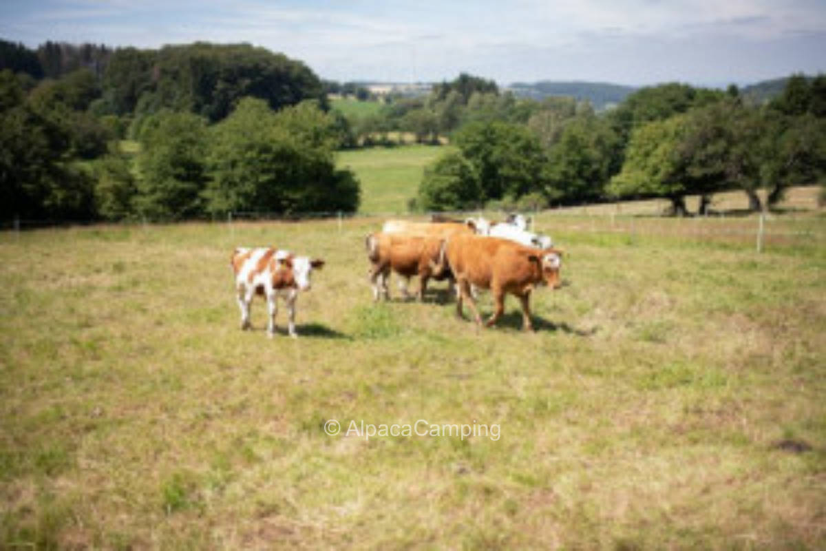 In the cattle pasture between trees
