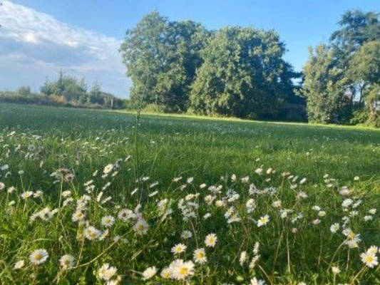 Wiesencamp Fäsekow