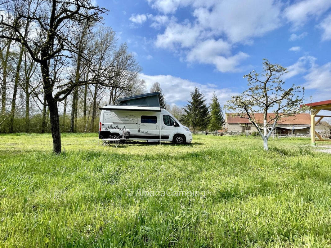 At the vineyard on the meadow #1