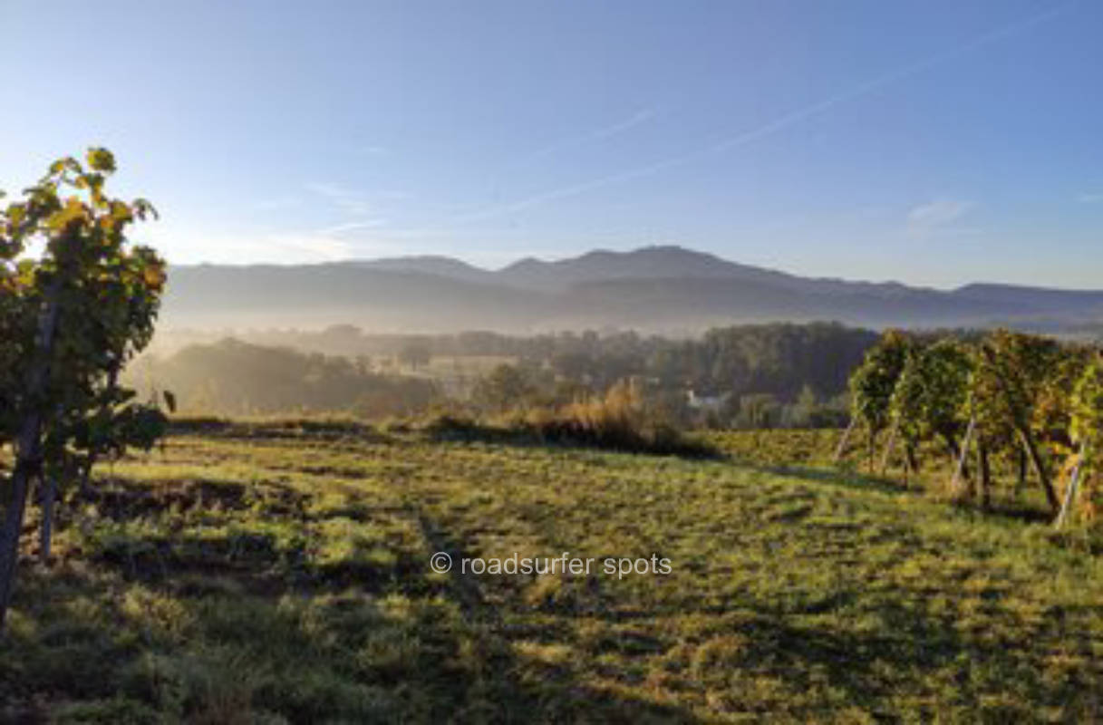 Zwischen Wein und Spargel im Markgräflerland