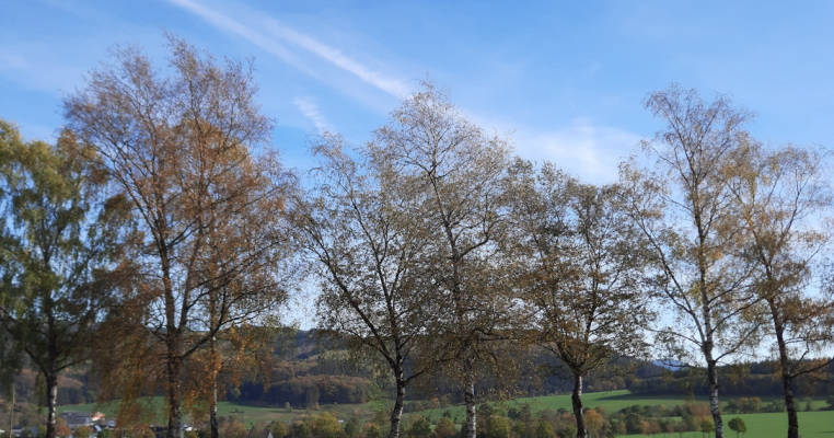 Apfelwiese