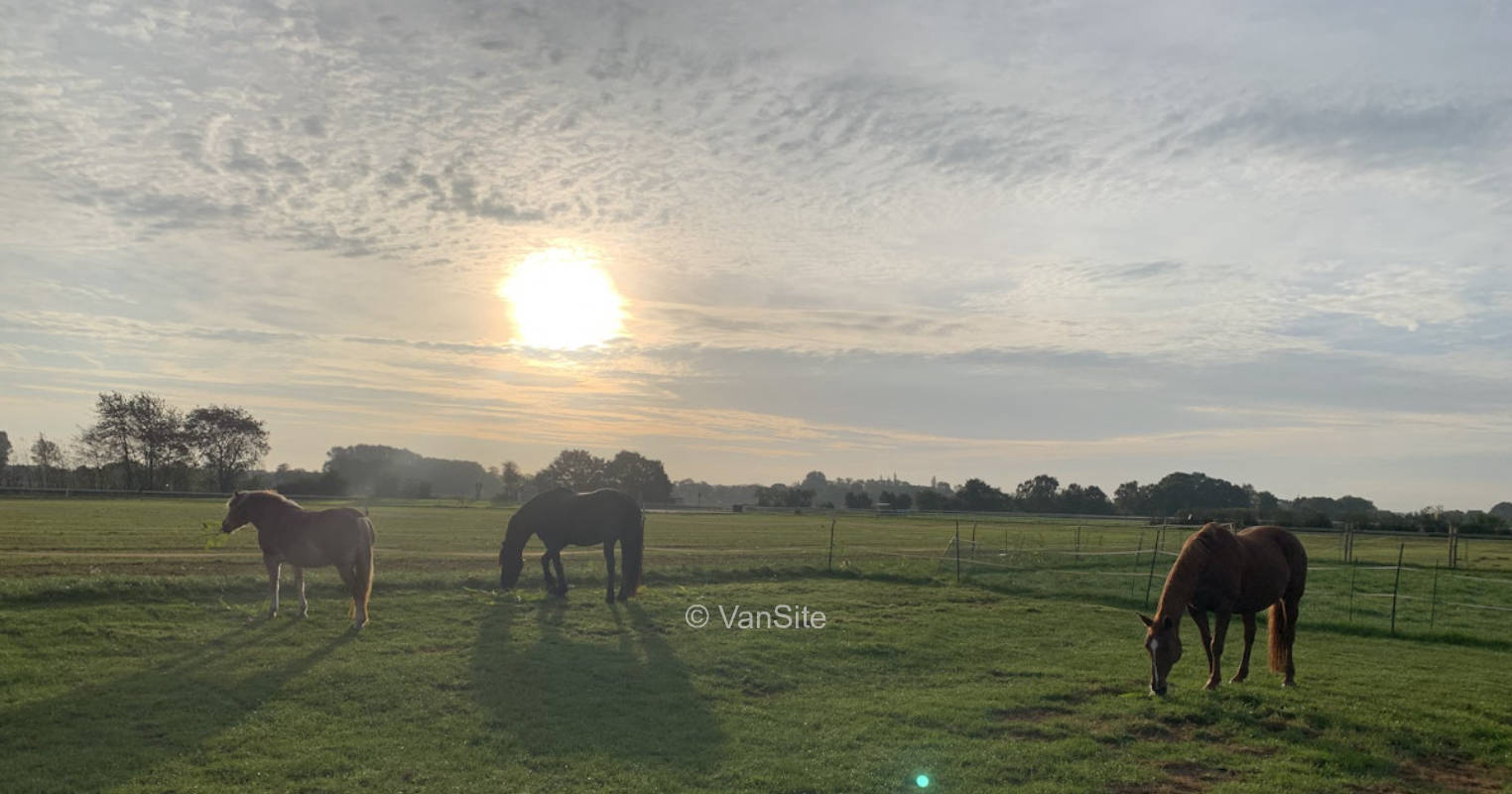 An einer Hühner-und Pferdewiese