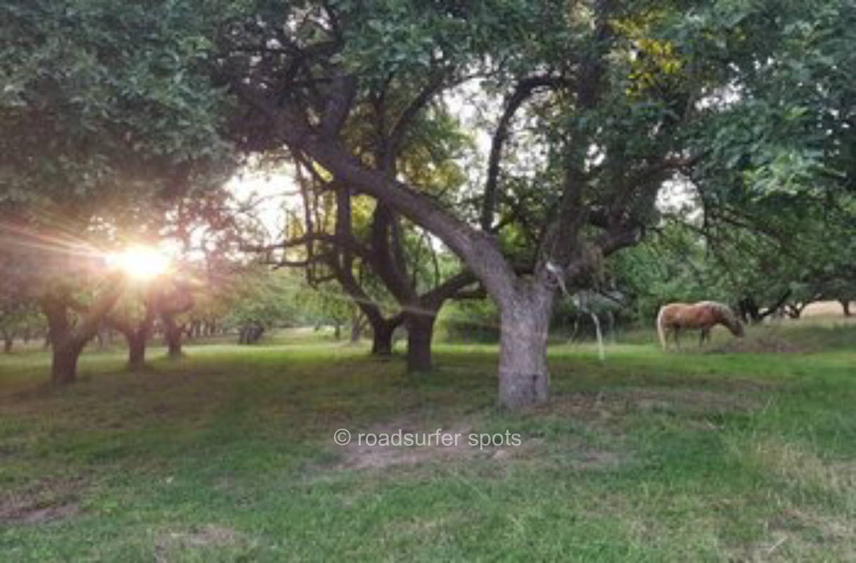 Camping-Idylle mitten in der Natur/Streuobstwiese 