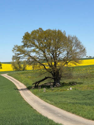 Stellplatz für Zelt oder Wohnwagen (Campspace 4030)