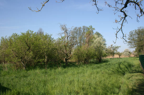Aufwachen an der obstwiese