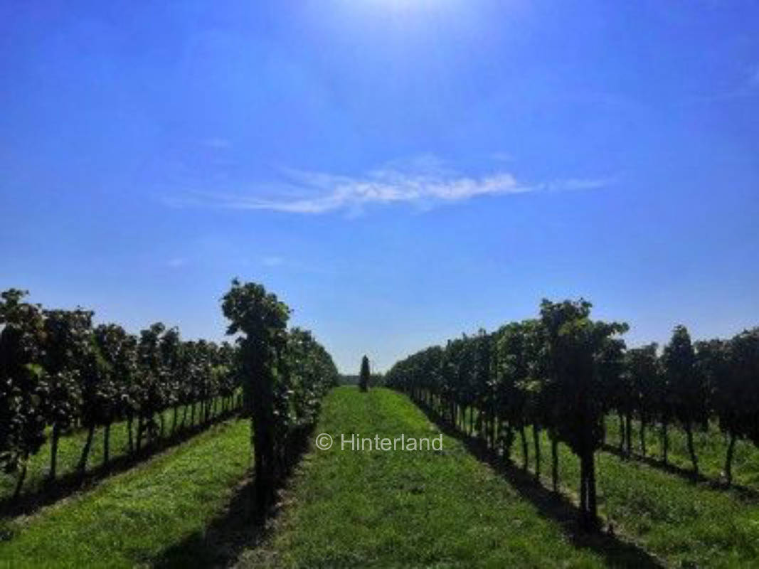 Camping/Tenting in the vineyard in Lower Austria