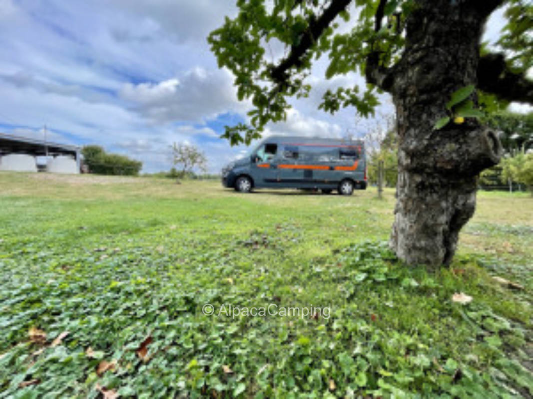 At the farm in the orchard #1