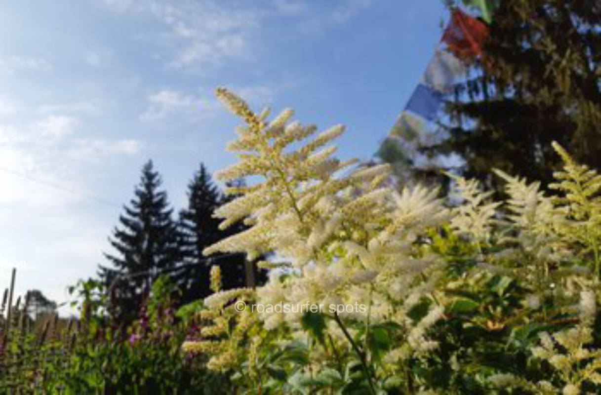 Naturcamping in sonniger Waldrandlage