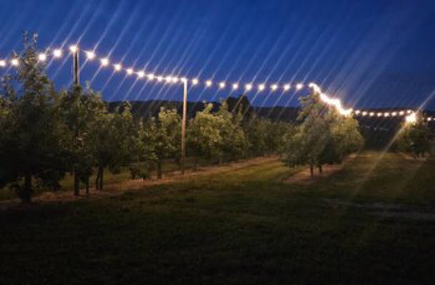 Camping in the middle of the apple orchard