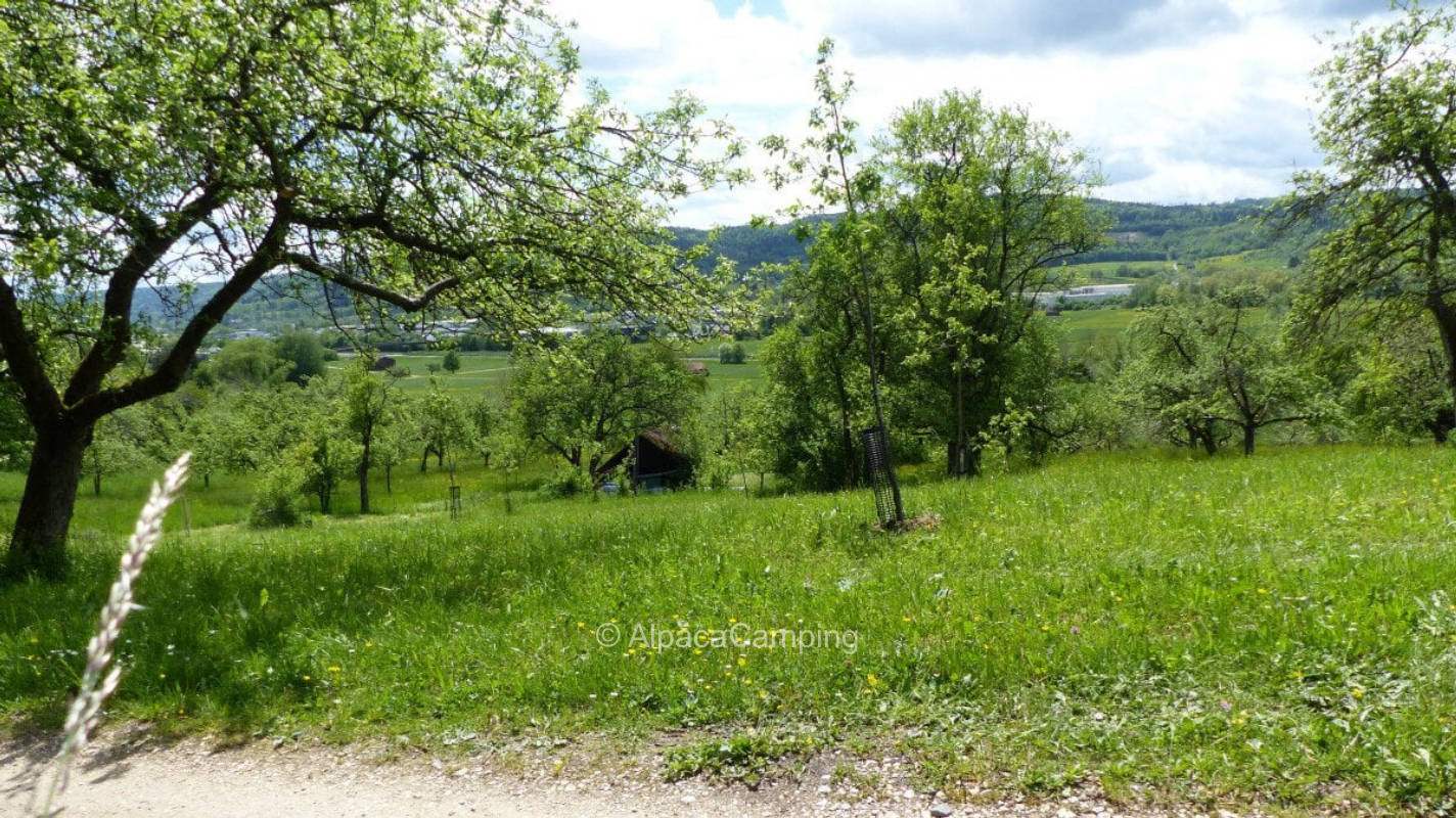 Organic orchard Urbach
