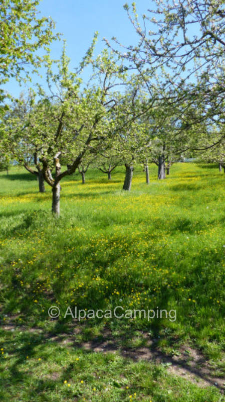 Bio Streuobstwiese Urbacher Ruhe, privater Stellplatz