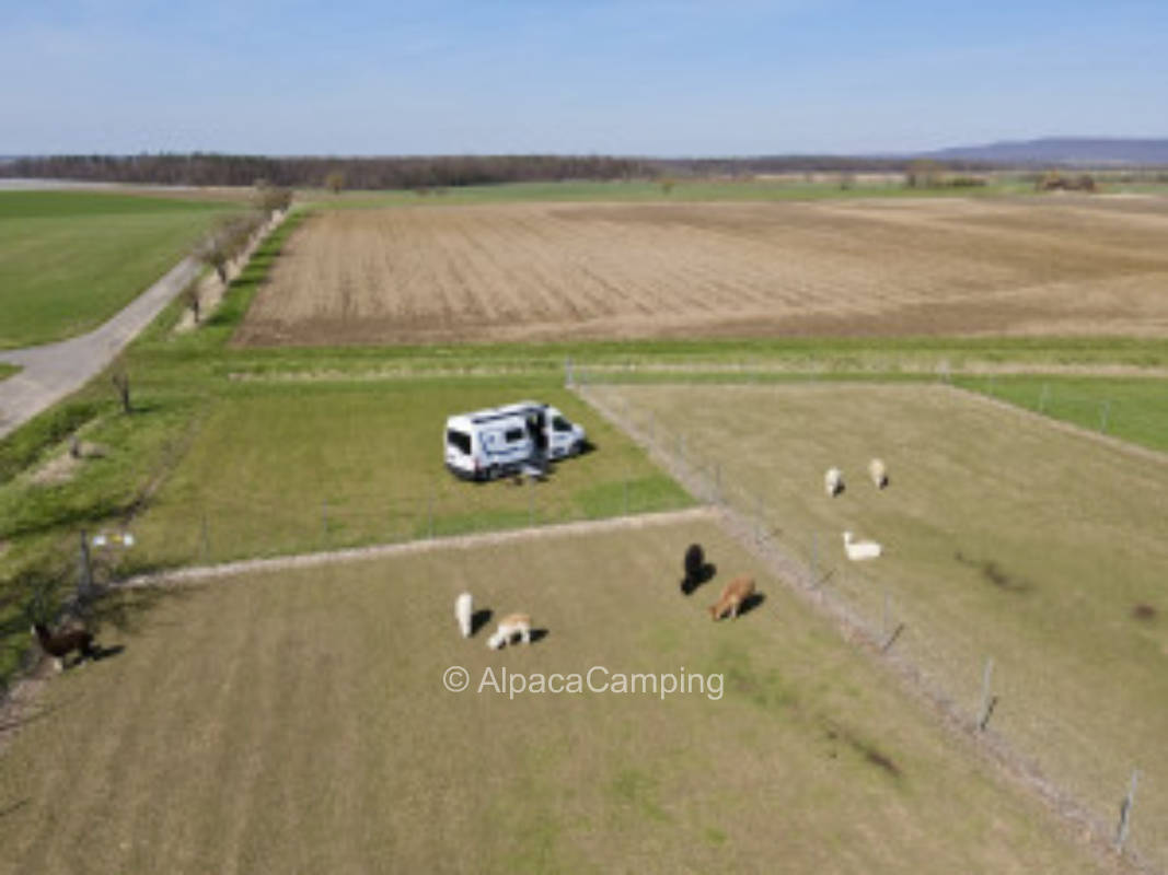 Directly at the "Alpacas" #1