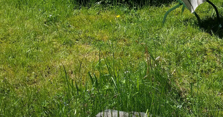 OUR VERY OWN LITTLE NATURE PARADISE