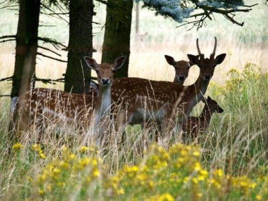 Stellplatz im Wildgehege am Rheinsteig-Wanderweg