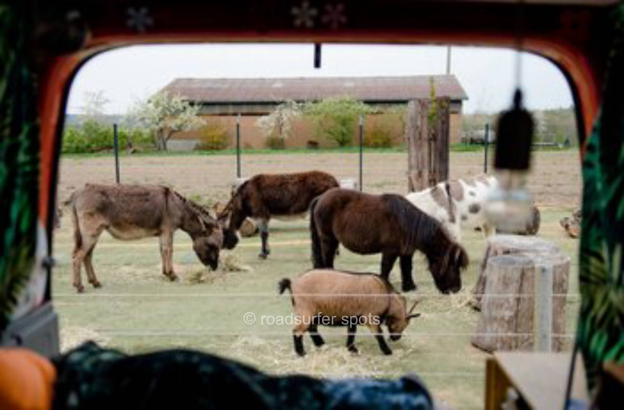 Camping direkt am Eselgehege 
