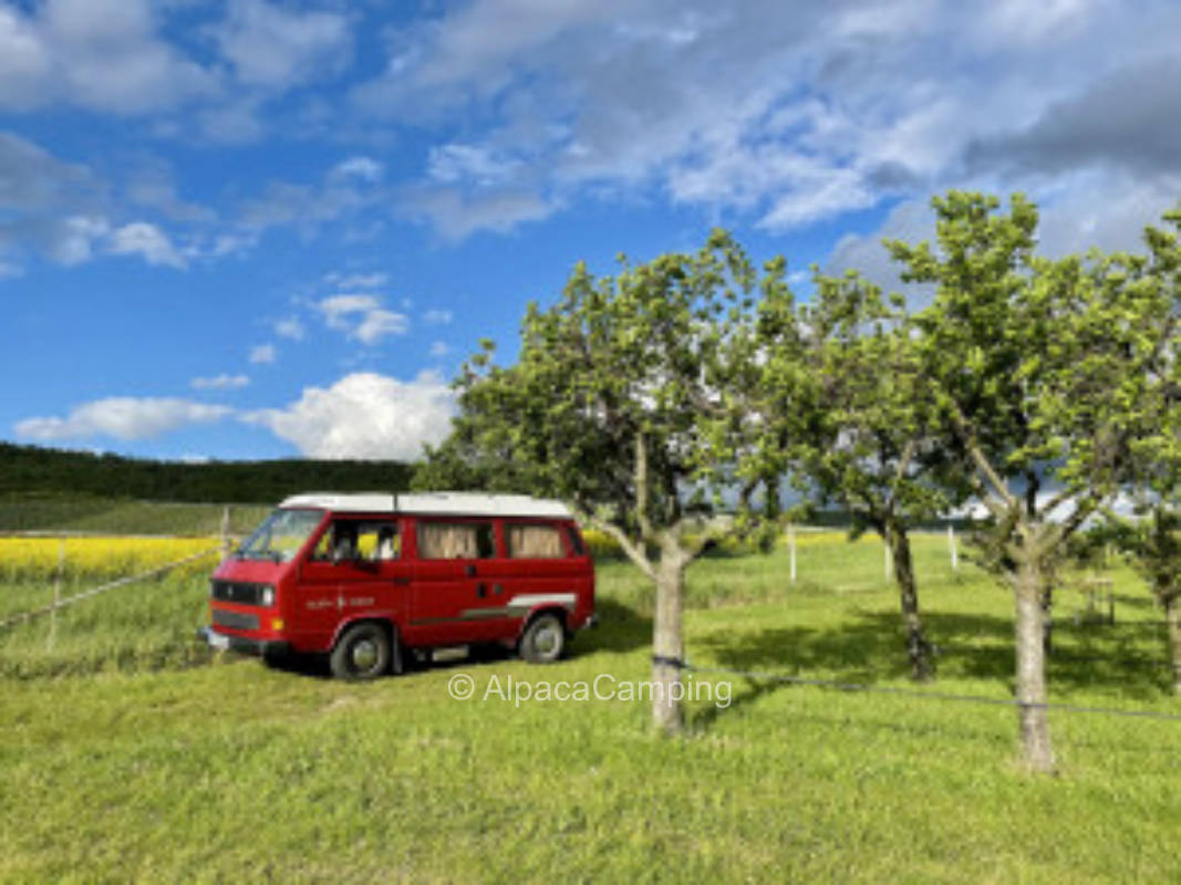 Orchard meadow at the foot of the vineyard - bottle of wine as a welcome gift #3