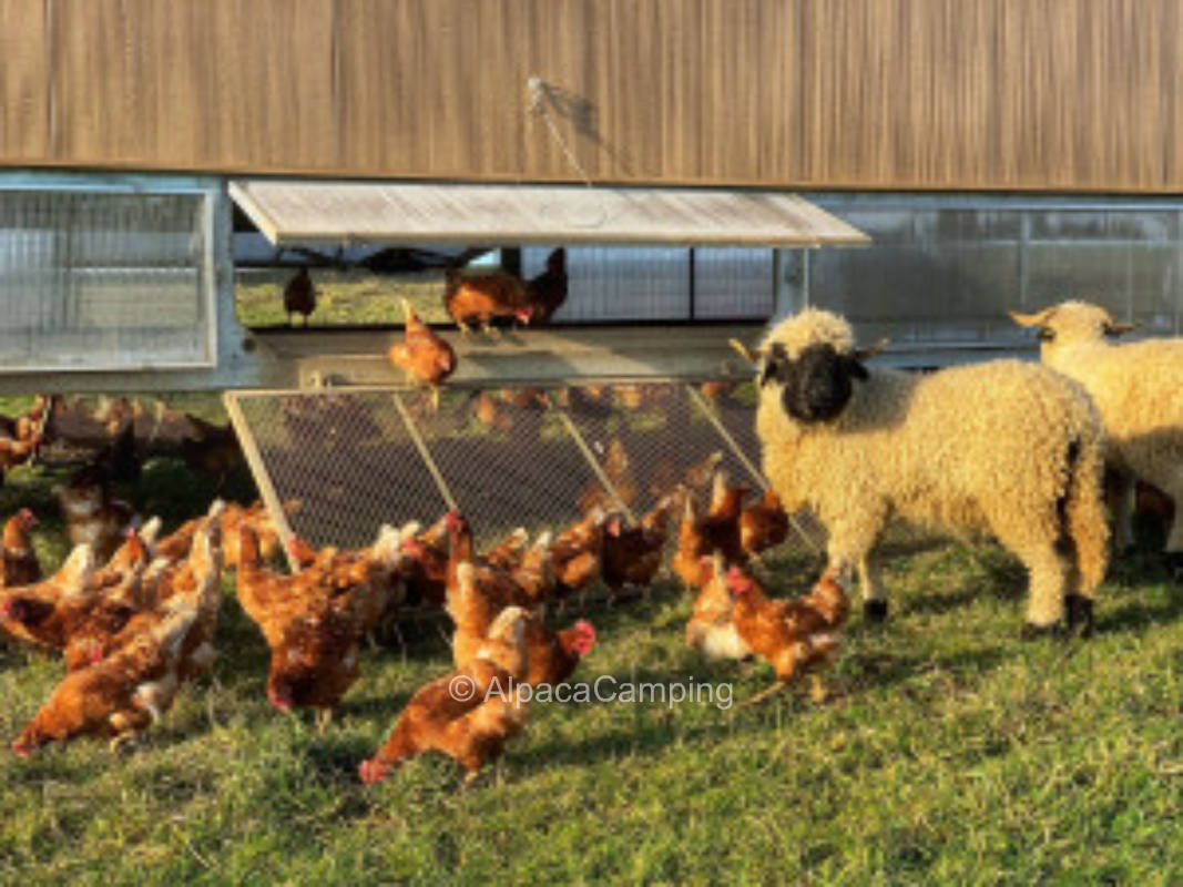 Valley view over Galloway pasture #1