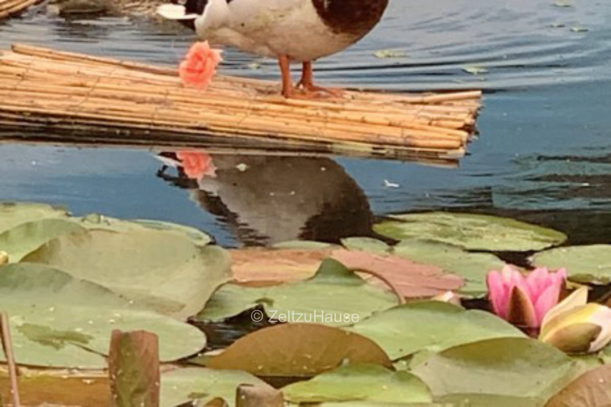 Spend the night under the open Berlin sky?