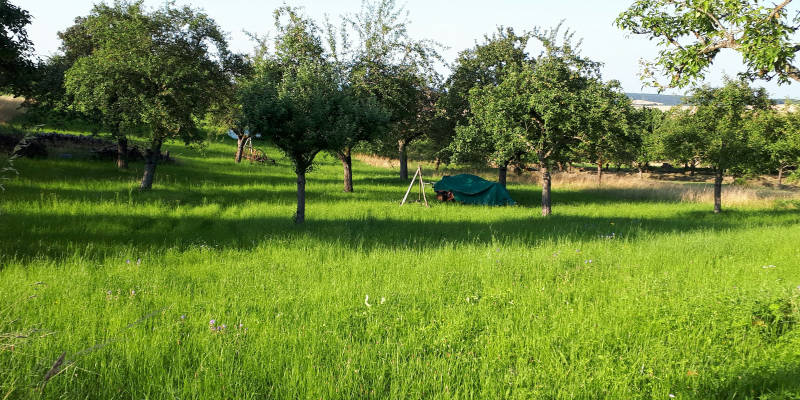 Streuobstwiese nahe waldrand