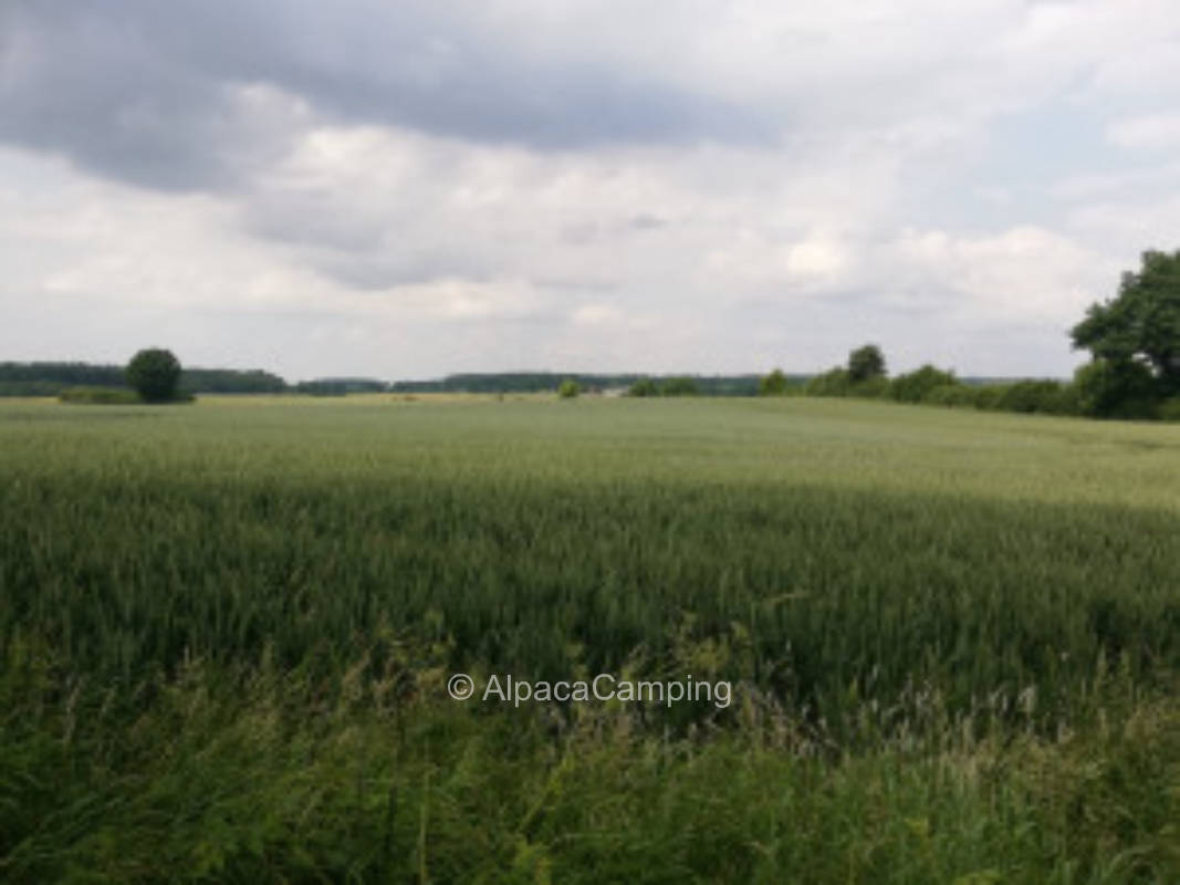 Meadow in Schleswigholstein Switzerland #2