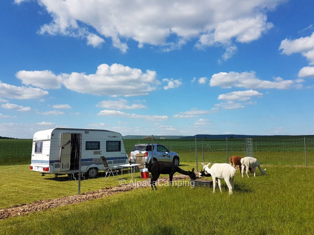 Directly at the "Alpacas" #1