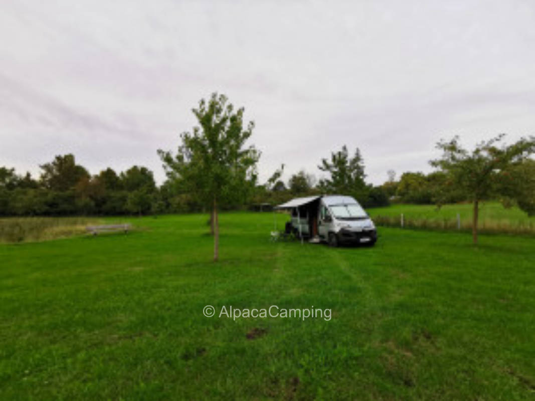 Green meadow #2