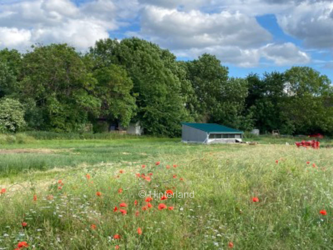 Camping on the chicken meadow