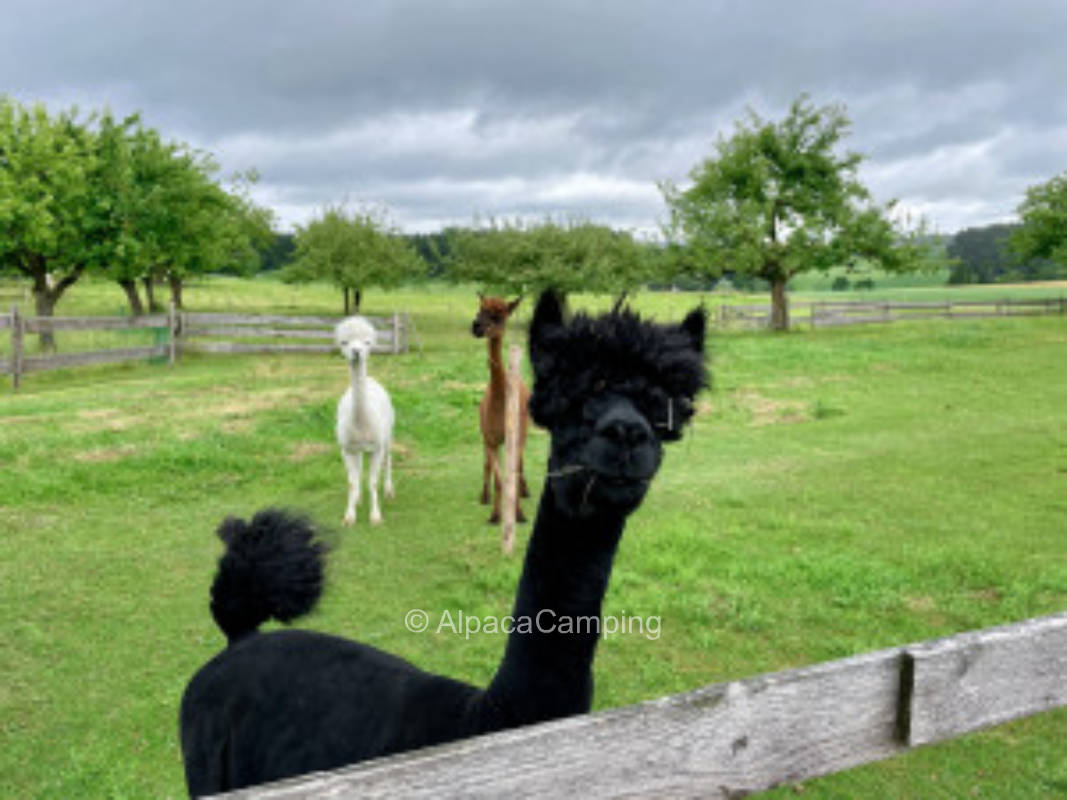 Stellplatz in Amerang #3