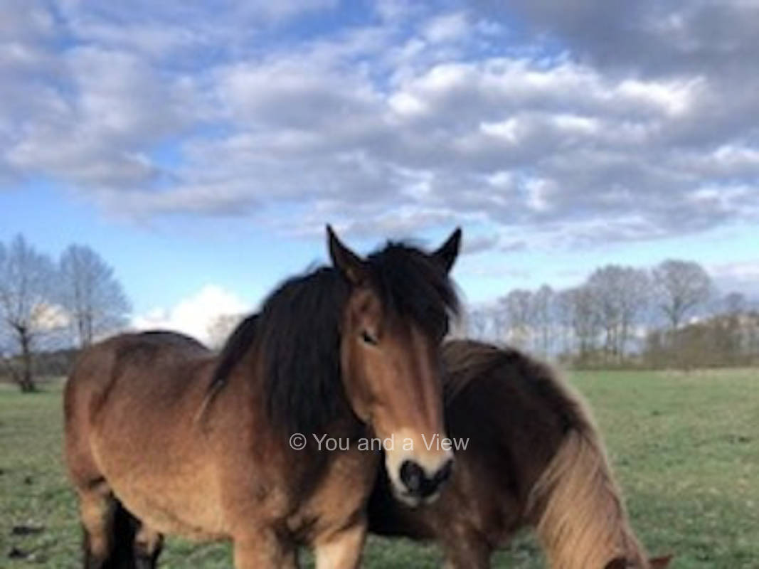 Sterne gucken und Entschleunigung  an der Pferdewiese