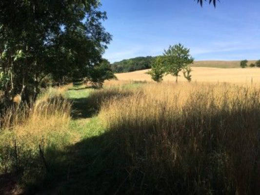 The Elm - pitch on a natural meadow